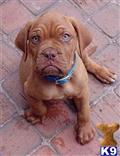 Dogue De Bordeaux